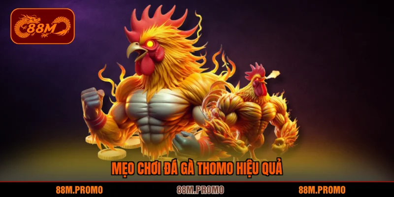 Mẹo chơi đá gà Thomo hiệu quả